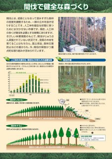 6.間伐で健全な森づくり