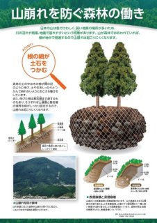 2.山崩れを防ぐ森林の働き