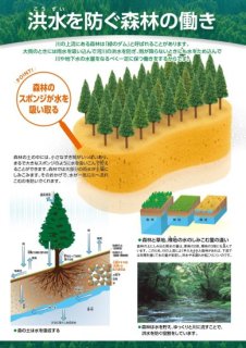 4.洪水を防ぐ森林の働き