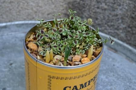 Foods - Kit ONLINE