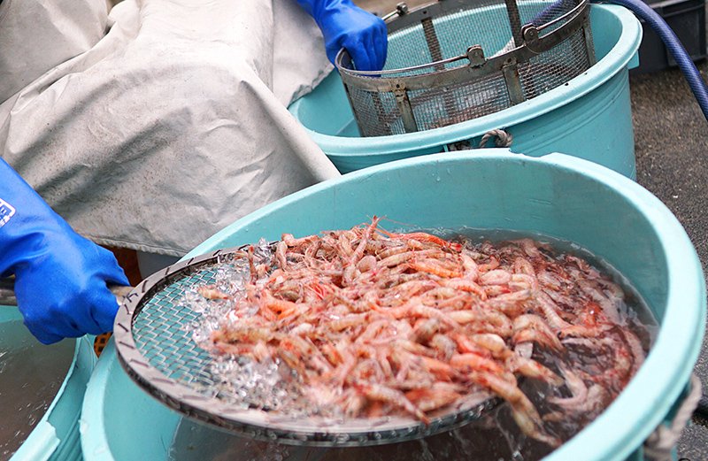 嶋富製菓のえびせんは、紀州箕島漁港で水揚げされた獲れたて新鮮なえびを使用しています。