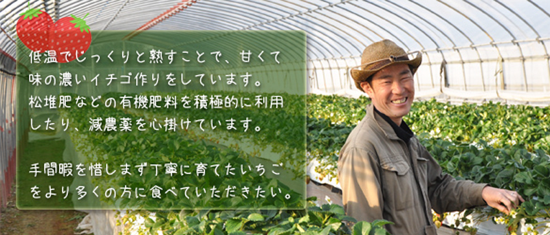 はないちご農園まりひめ説明画像