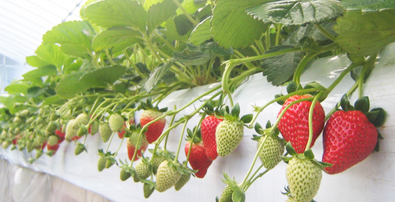 はないちご農園まりひめイメージ画像