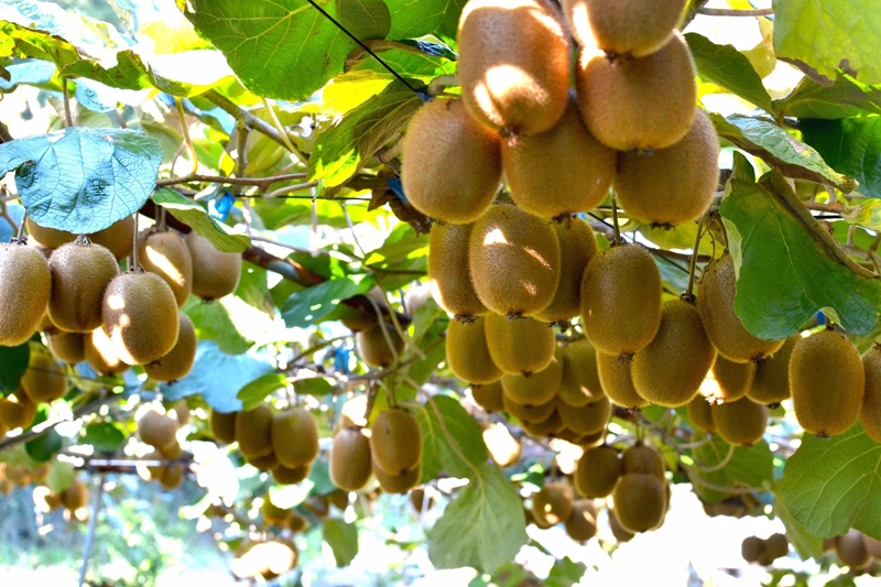 AOKI FARM & DELI - 青木農園キウイフルーツ