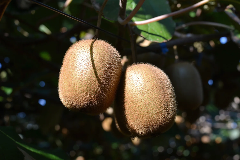 AOKI FARM & DELI - 青木農園キウイフルーツ