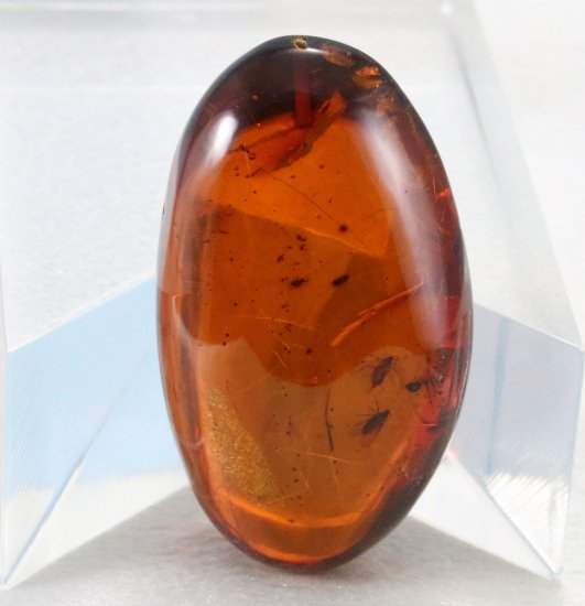 ルース 虫入り琥珀 Amber | ビッグサイズ | ドミニカ産 | 中央宝石研究