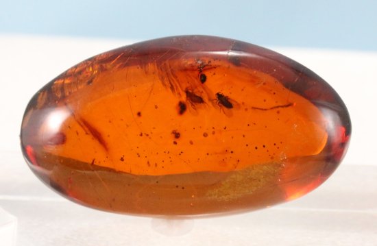 ルース 虫入り琥珀 Amber | ビッグサイズ | ドミニカ産 | 中央