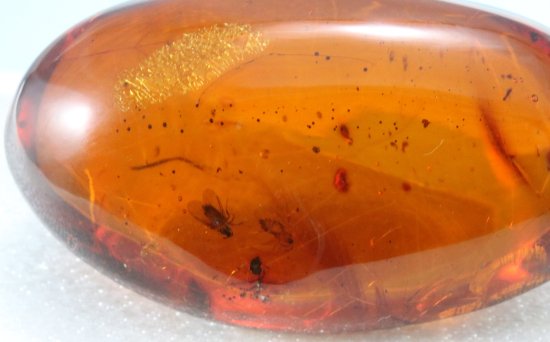 ルース 虫入り琥珀 Amber | ビッグサイズ | ドミニカ産 | 中央宝石研究