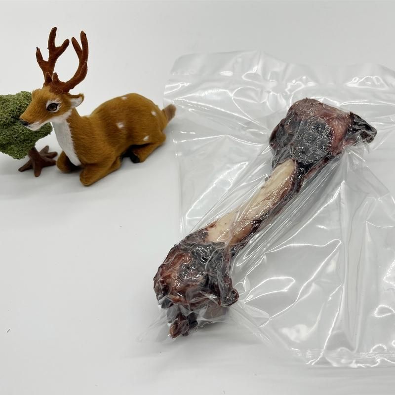 動物の骨格 約60cm 自然乾燥 高品質 ミニチュアセブ（MINIATURE ZEBU）頭骨 NO.2 ※下顎付き