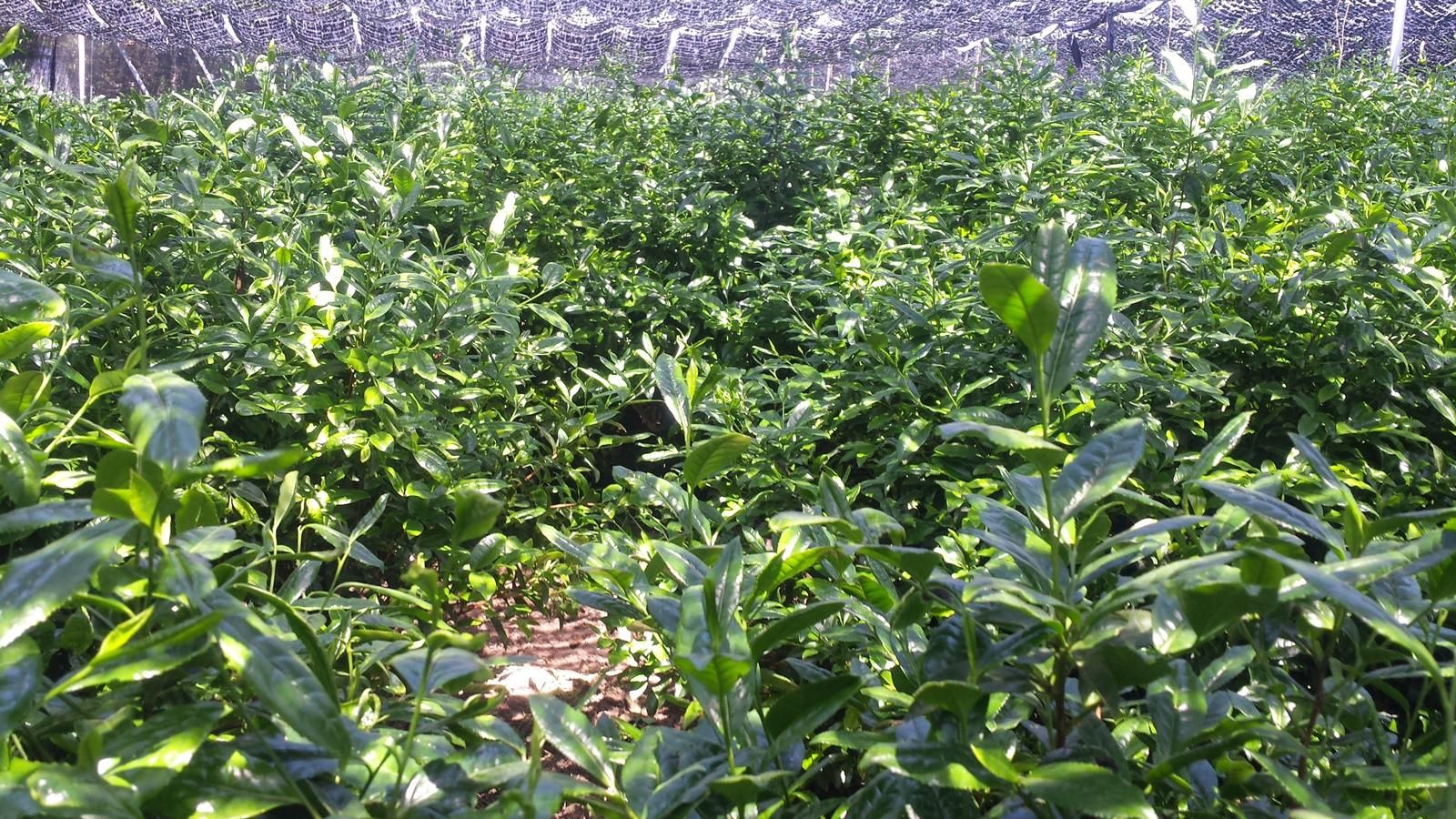 国産 宇治抹茶 角與商店 紫野 30ｇ×6 新品未開封 宇治抹茶 紫野 – 茶匠六兵衛