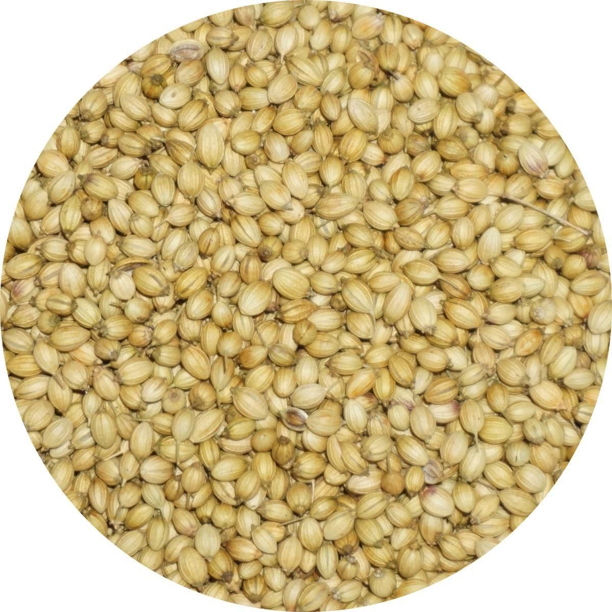 ꡼󥳥ꥢ 500g Უ Ų ̳ ꥢ ϡ֥ƥ ϡ coriander ȥ ˥  ѥ ɥ