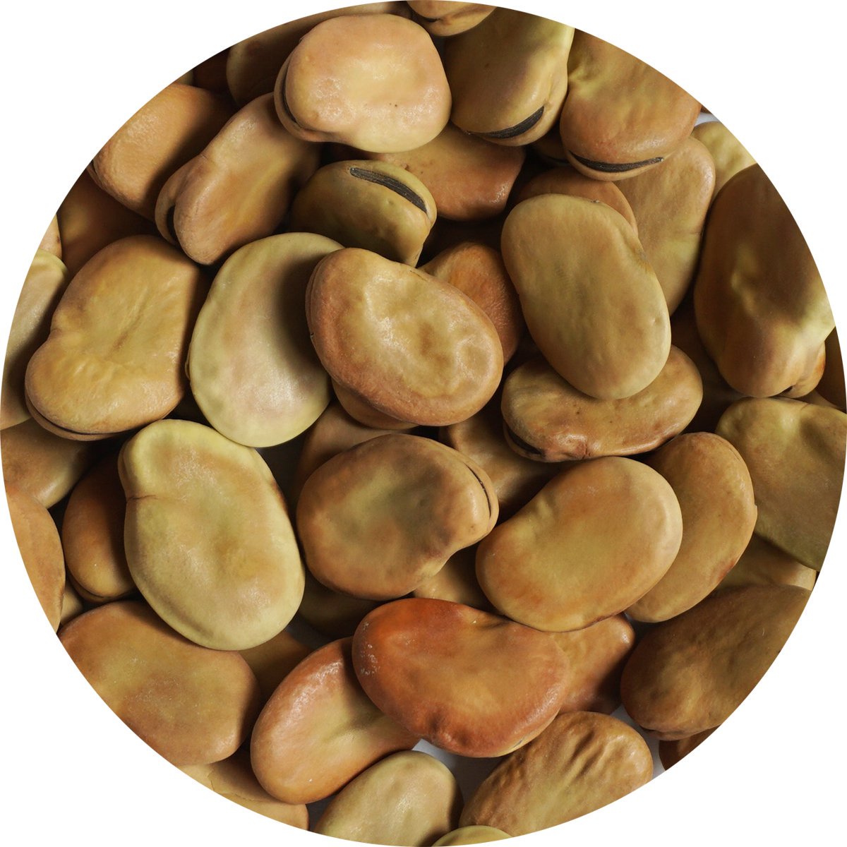  Ʀ 500g ޥ Ʀ Ʀ Broad bean Fava bean  դƦ