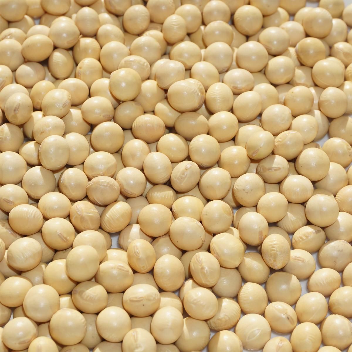 大豆の大豆 専用 波里 大豆 だいず 北海道産 鶴の子大豆 900g 大粒 2.8分上 国産