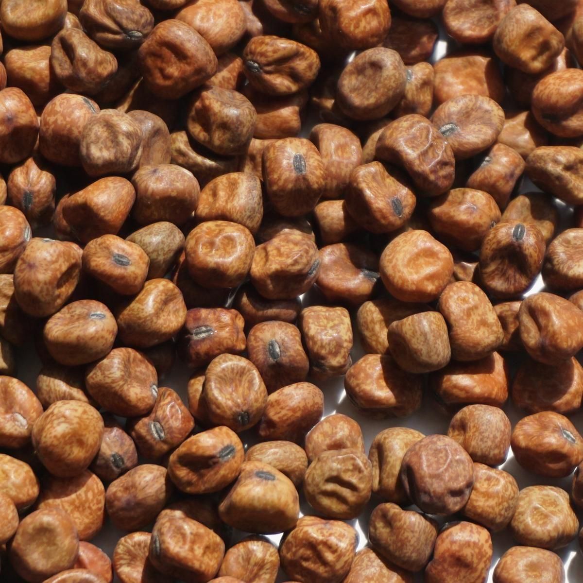 北海道産 赤えんどう 500g 赤えんどう豆 エンソウ エンドウ豆