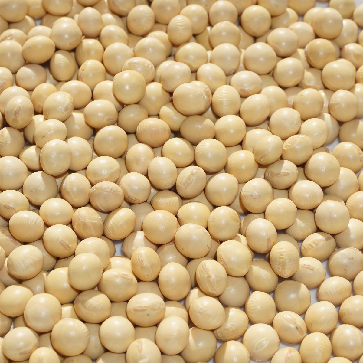 Ʀ ʥ 1kg Უ Ų soybean   Ʀ ͢Ʀ