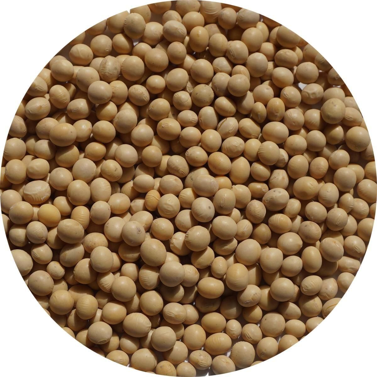 Ʀ ʥ 1kg Უ Ų soybean   Ʀ ͢Ʀ