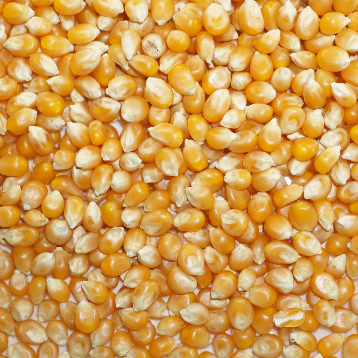 ポップコーン 10kg トウモロコシ 種 popcorn ポップ コーン - アメ横大津屋スパイス・豆の専門店