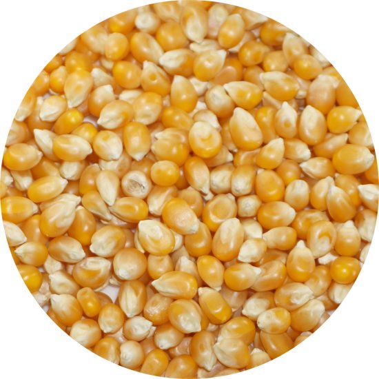 ポップコーン 10kg トウモロコシ 種 popcorn ポップ コーン