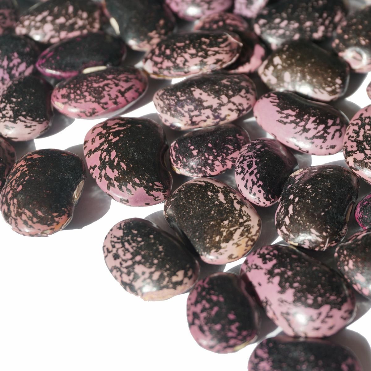 豆の種　　　緑色・紫点 確認中 ソラマメ 打越緑一寸｜種（タネ）,球根,苗,資材,ガーデニング
