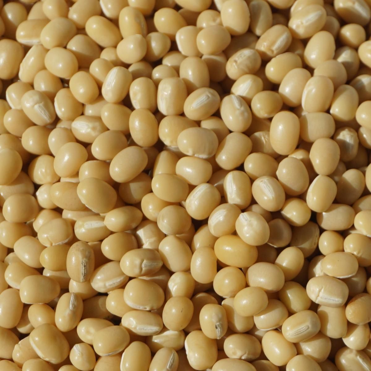 北海道 白小豆 1kg アメ横 大津屋 白 小豆 豆 azuki bean アズキ