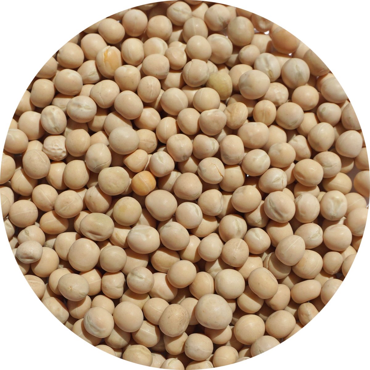 ۥ磻ȥԡ 500g ǥԡ trapper Peas ɤƦ Υޥ pisum sativum Ʀ Ʀ 򤨤ɤƦ ȥåѡԡ Ʀ ʪ white peas