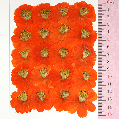 キバナコスモス オレンジ 20輪 - ホワイトブーケ押し花素材館