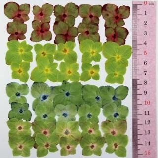 花ページ 花ページ ☆ 花 ☆ 花ページ Amazon.co.jp: ZX ゼクス 【花