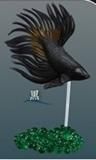 ڹƮ-٥-