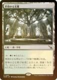 FOILۥޥå㥶 MKM JP 0263 ˨븼 (ܸ 쥢) šͻ (MTG)