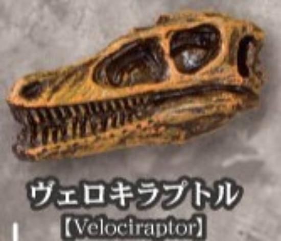 恐竜化石博物館 5体セット 模型 おもちゃ 楽天市場】恐竜発掘キット 化石 おもちゃ 化石発掘キット 骨格