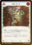 ڥ쥤ܡFOILۥեå֥å JP ROS JP 051 Ԥ˺餯 (ܸ C ) å Rosetta