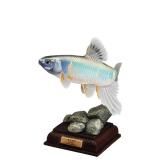 ڥ ͥ㡼ƥ˥顼 ܤή 