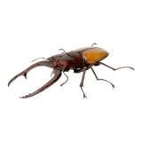 ڥǥΥꥯ塞(饤) ޴ 郎09