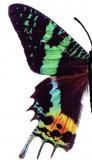 ڥ˥ĥХᥬβ ꥢޥͥåȥ쥯Vol.1