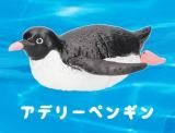 ڥǥ꡼ڥ󥮥 PukaPuka ڥ󥮥