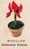 デビルズハンドツリー】世界の奇妙な植物たち - トレカ&ホビーの