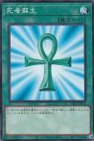 ڥץ쥤ѡ ͷ DR01-JPB14  (ܸ Ρޥ) ǥ奨磻 ǥååEX š