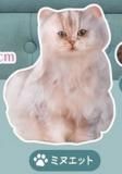 ڥߥ̥åȡۥȥʤζ ǭΤ