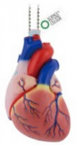 ڿ¡ǥۥ󥹥ƥ˥顼 ʤ餫β˶Ωο޴