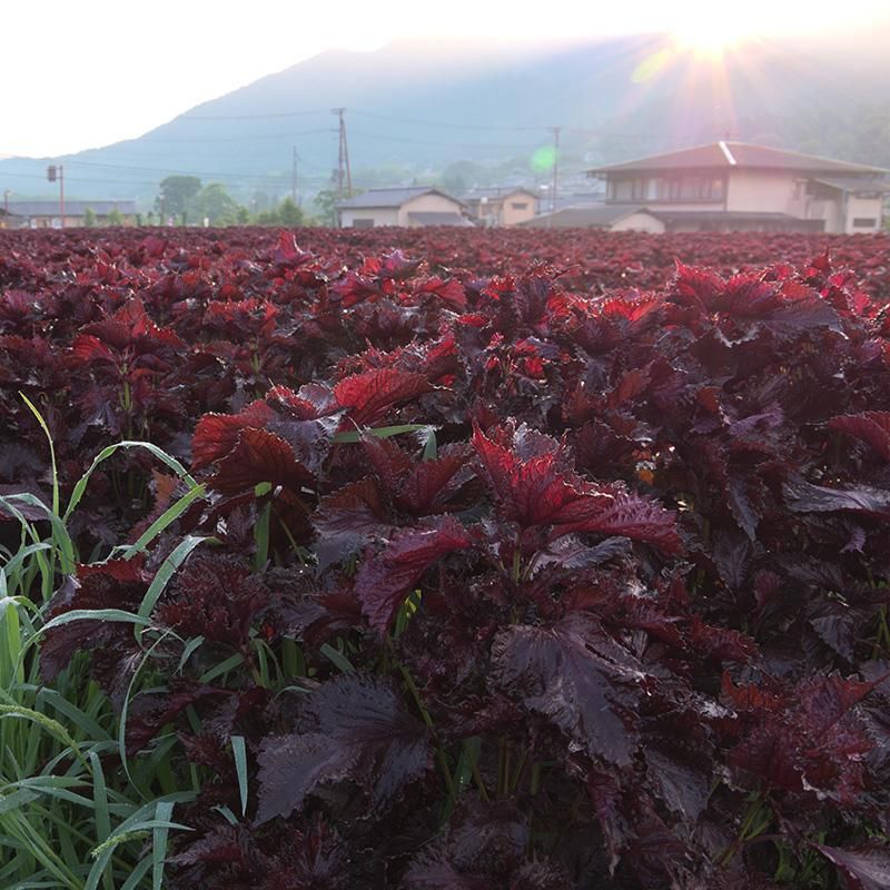 生しば漬】京都のお漬物は桝悟（ますご）の生しば漬けを通販で