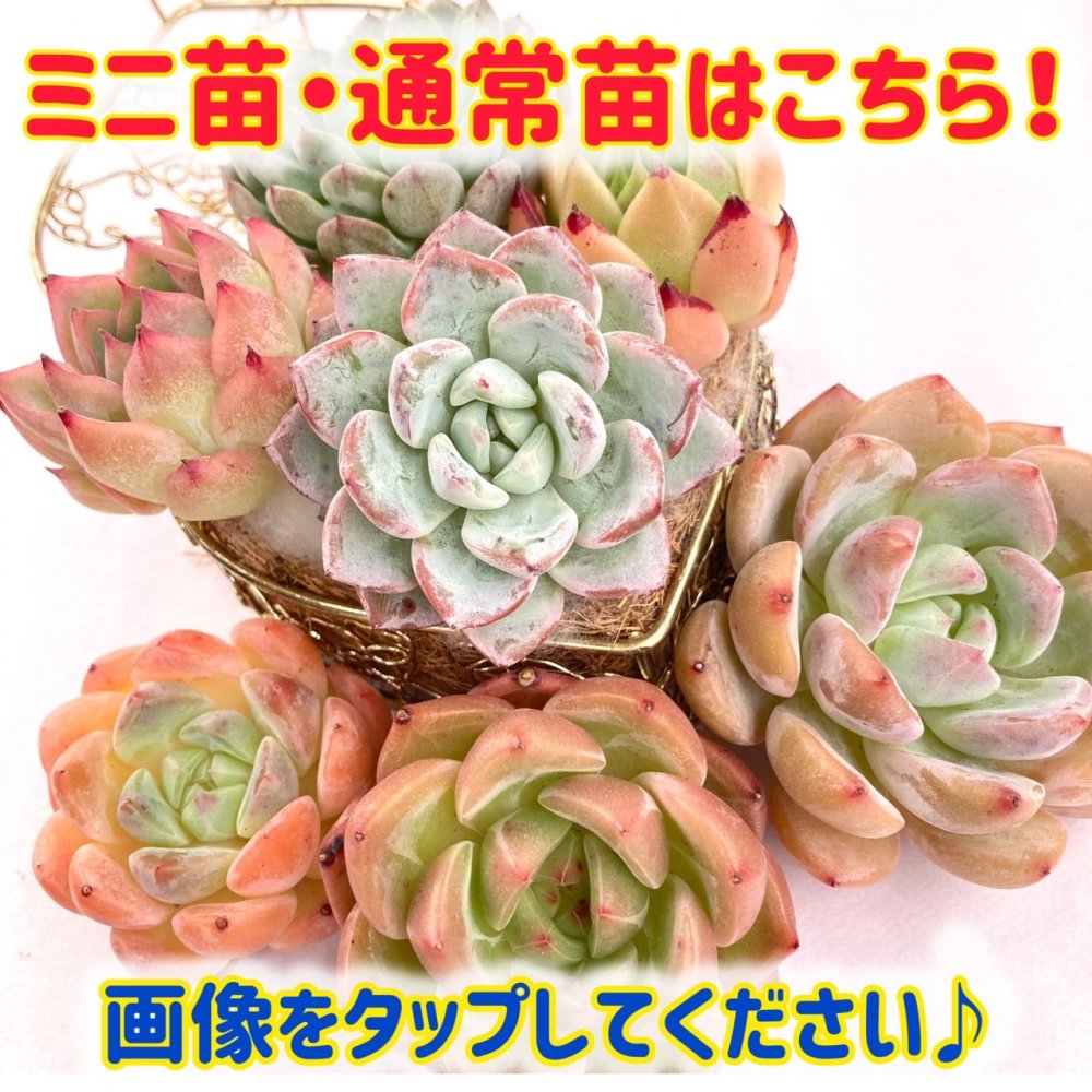 全ての多肉植物一覧はこちら！ - carino creare