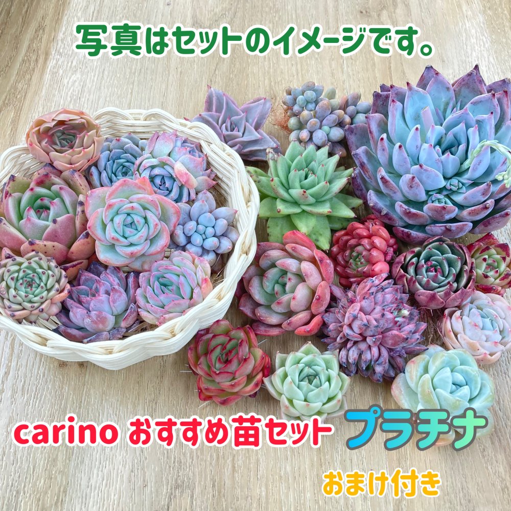 全ての多肉植物一覧はこちら！ - carino creare