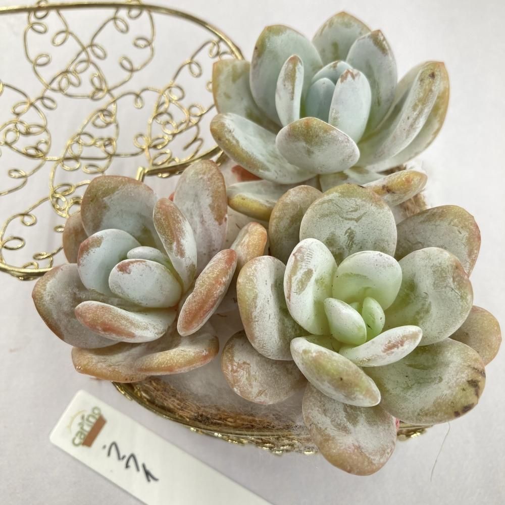 多肉植物 ウォーターリリー錦♡希少抜き苗