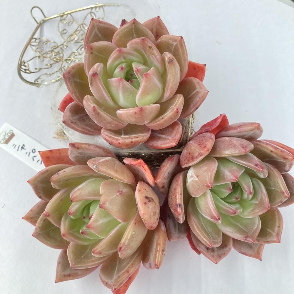 新品入荷 34 ♡♡misachan♡♡ 多肉植物販売会 植物/観葉植物 - e 