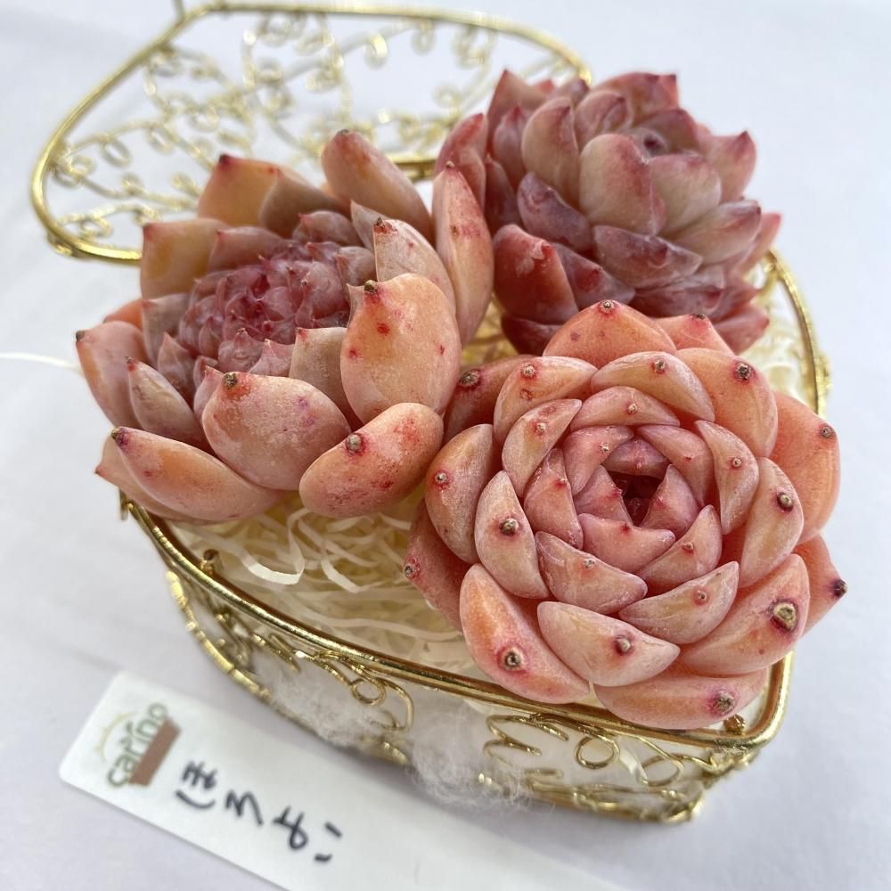 札付き♥️ラコロ✕ノバヒネリアナ✨ セット販売日、決めました | コキリノSucculents Life