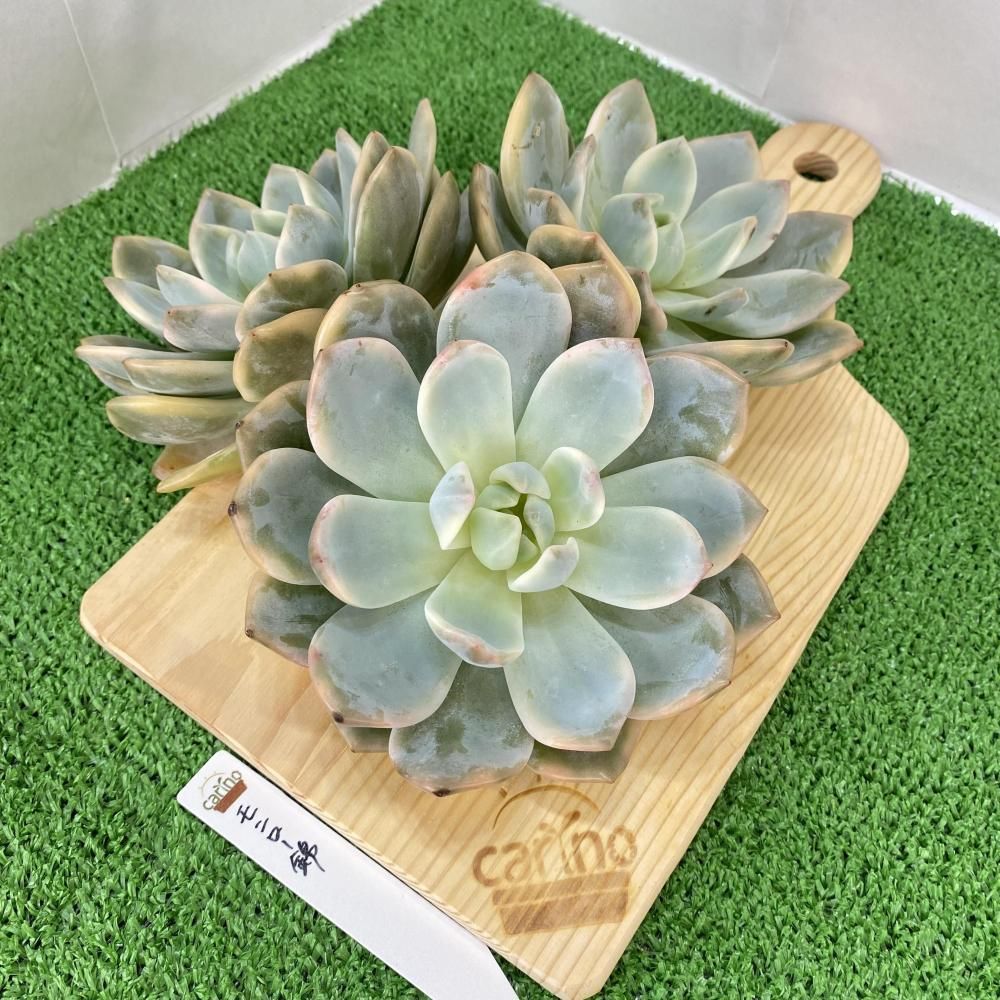 エケベリア - carino creare