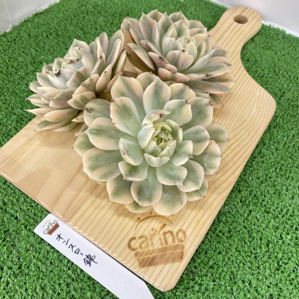 エケベリア - carino creare