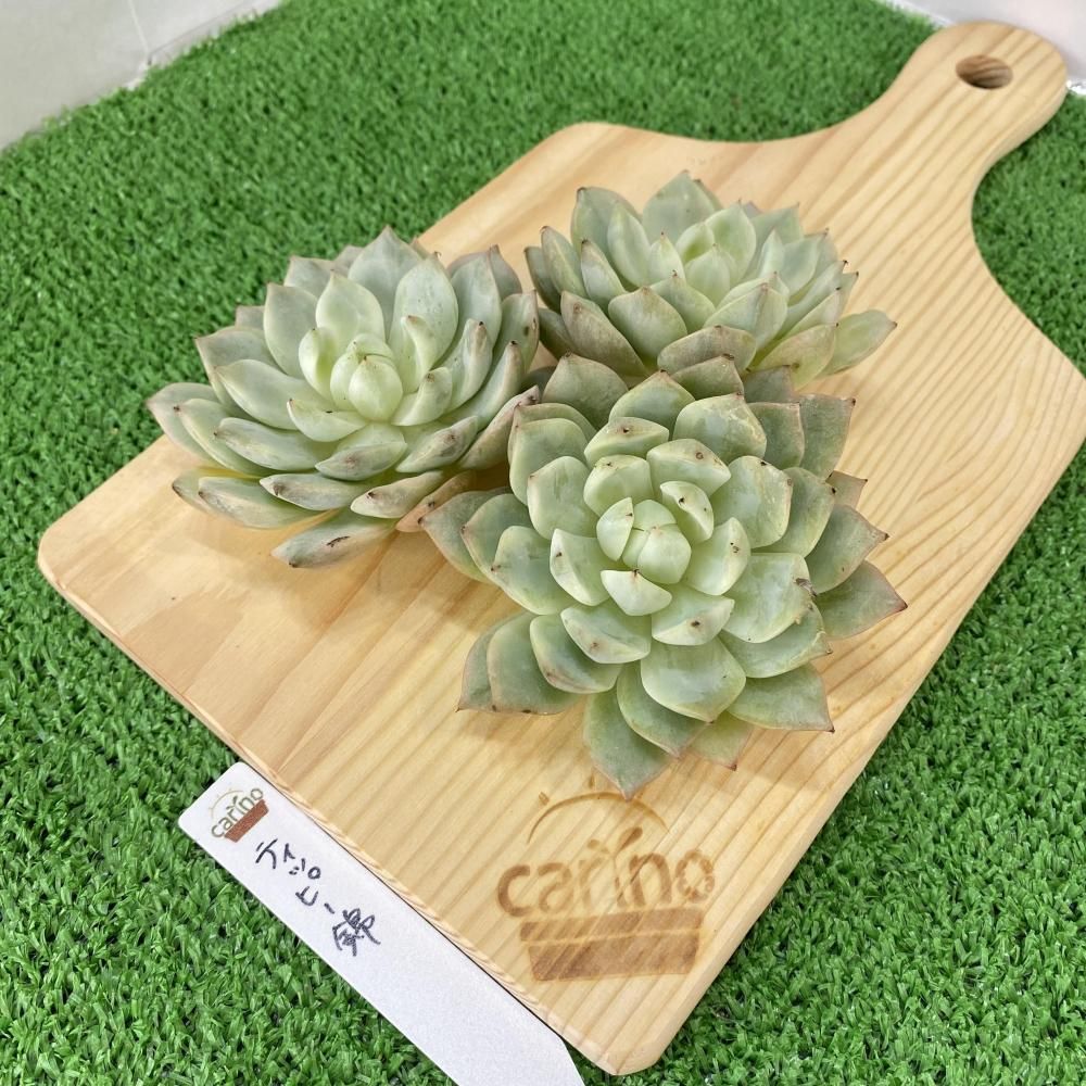 エケベリア - carino creare