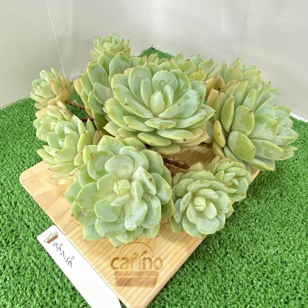 エケベリア - carino creare