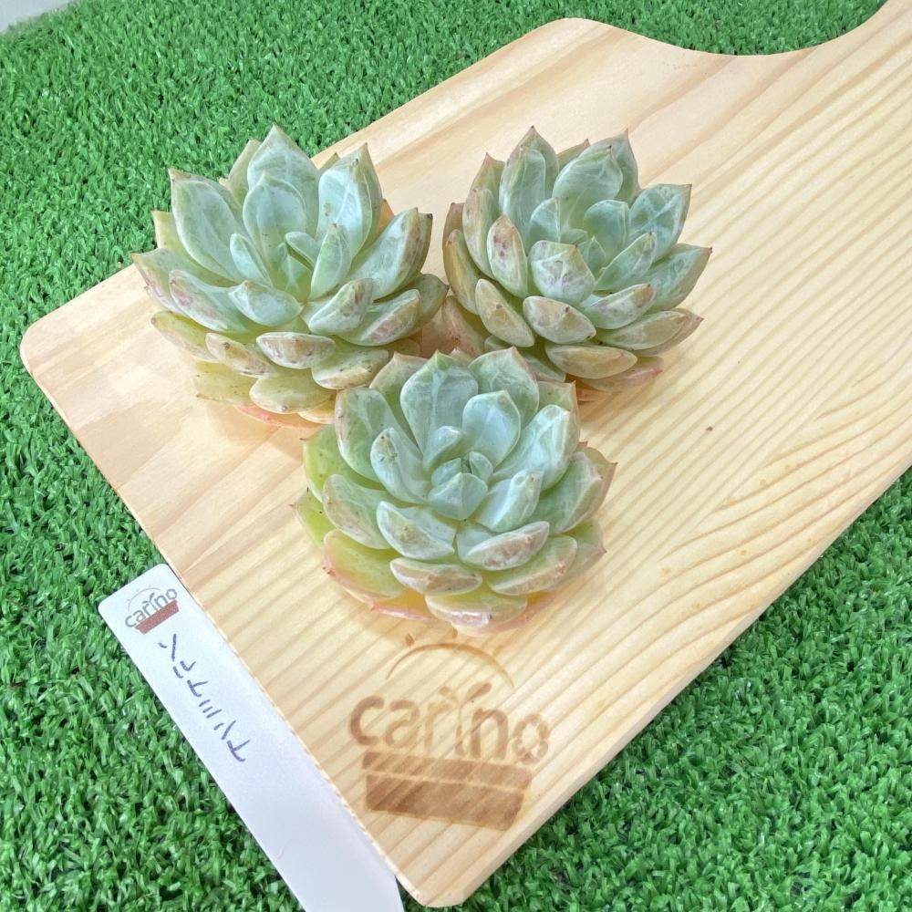 TY苗 ♥️白蓮華×ノバヒネリアナ♥️多肉 抜き苗 とっちゃん よめちゃん TY苗 ♥️白蓮華×ノバヒネリアナ♥️多肉 抜き苗 とっちゃん よめ